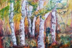 Birkenwald