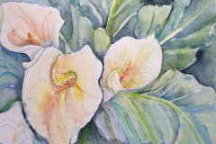 Calla
