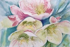 Christrose-2