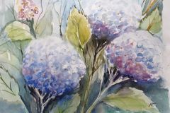 Hortensie-3