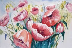 Mohn-4